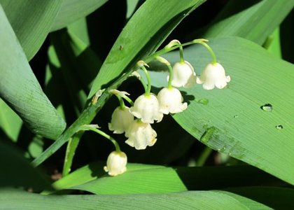Lily of the valley There was much anticipation dare I say hype surrounding