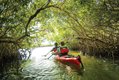Mangrove-traverse-Zapata-National-Park-photo-by-Chad-Case.jpg