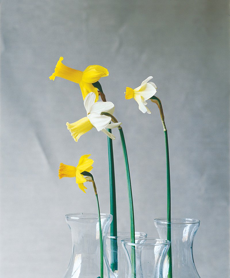 daffodil1.jpg