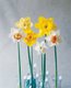 daffodil10.jpg