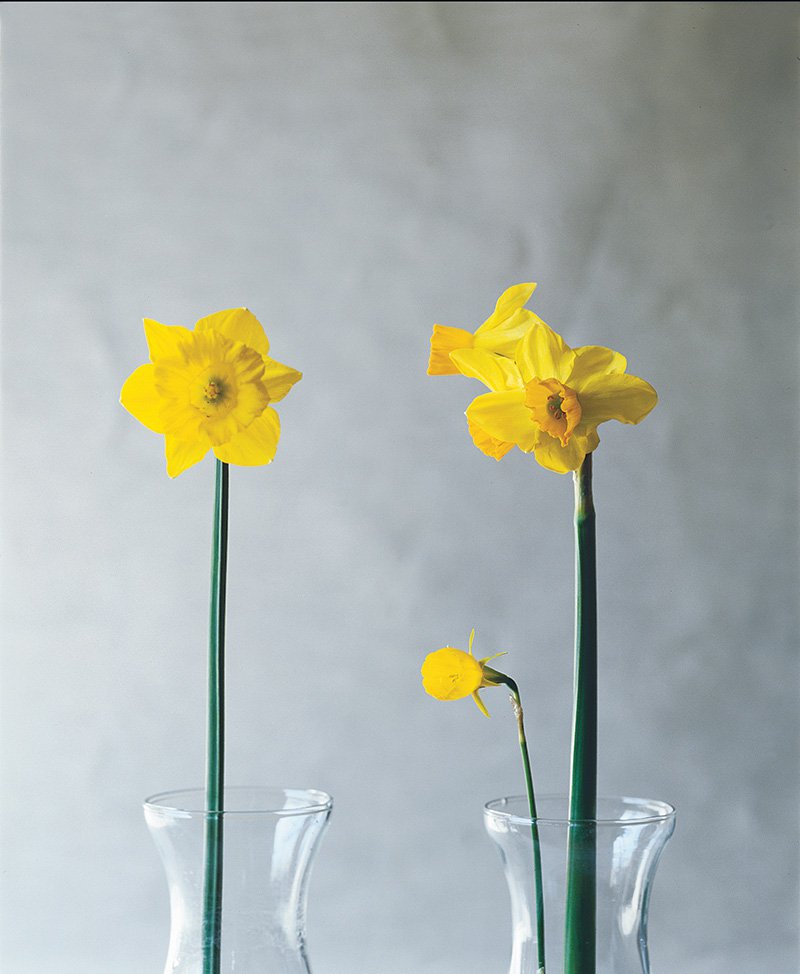 daffodil11.jpg