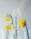 daffodil12.jpg