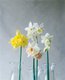 daffodil8.jpg