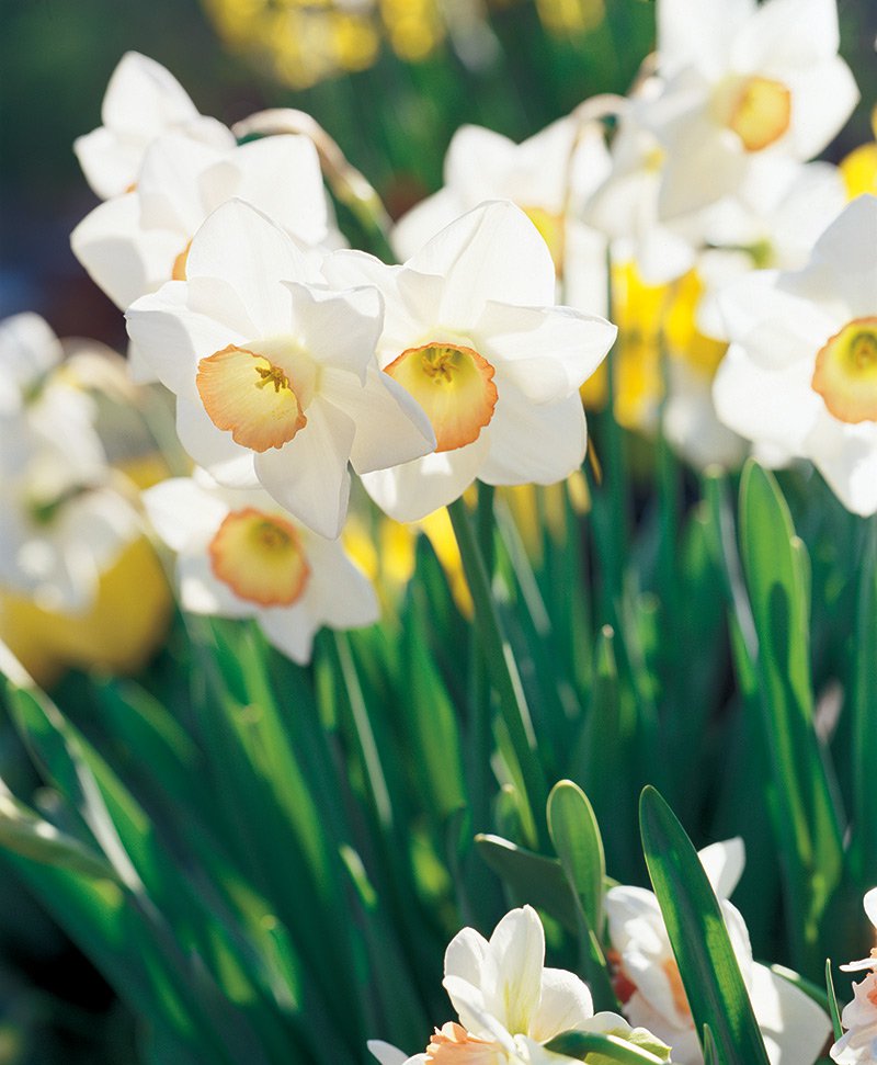 Daffodilbunch.jpg