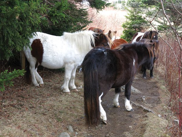 Grayson-Highlands-State-Park---Horses-on-the-Trail----Pearsall.jpg