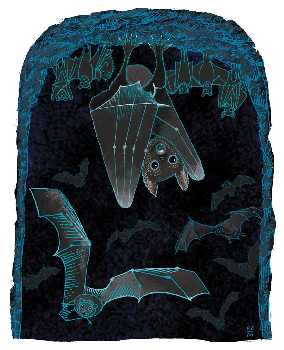 Little-Brown-Bat-illustration-300.jpg