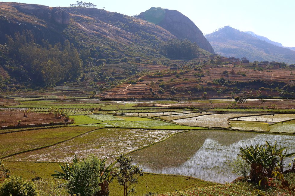 10.Pearsall-9.2018.IMG_5430-verdant Betsileo rice fields near Fianarantsoa.JPG