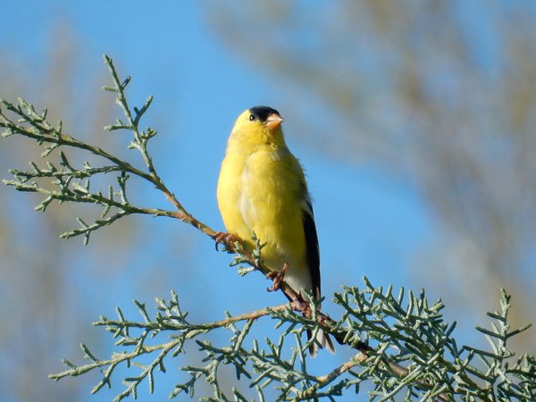 Birdsong Pl Garden Goldfinch.JPG