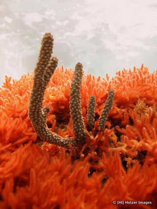 Bermuda - Coral