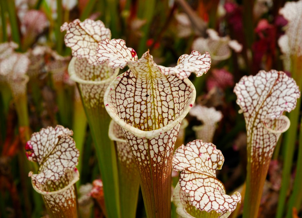 Pitcher Plant.png