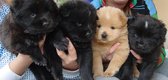 Foster-Pups-March-09-Cropped.jpg