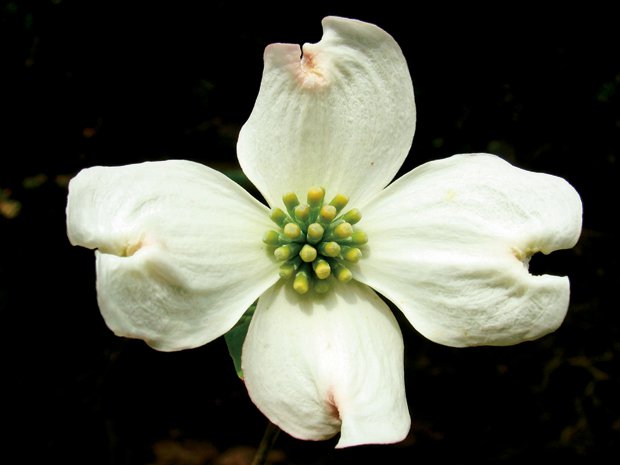Blandydogwood-flower.jpg