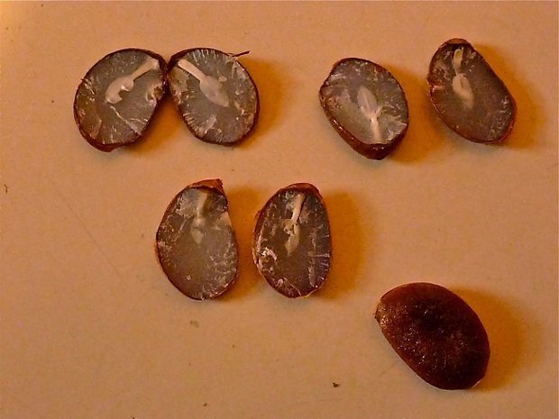 Persimmon-Seeds----Spoons.jpg