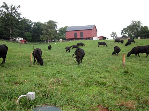 cows-grazing-at-Timbercreek-Organics.jpg
