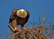 Bald-Eagle---James-River-Photo-Exhibition-by-Rich-Young.jpg