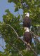 Bald-Eagles---James-River-Photo-Exhibit-'Baba-&-Pops'-by-Lynda-Richardson.jpg