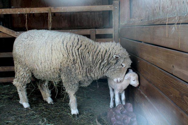 Dorset-ewe-w-lamb.jpg