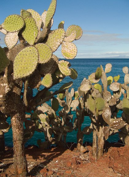 Galapagosopuntia-rabida.jpg