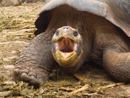 Galapagostortoise-smile.jpg