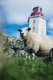 Sheep-Lighthouse.jpg